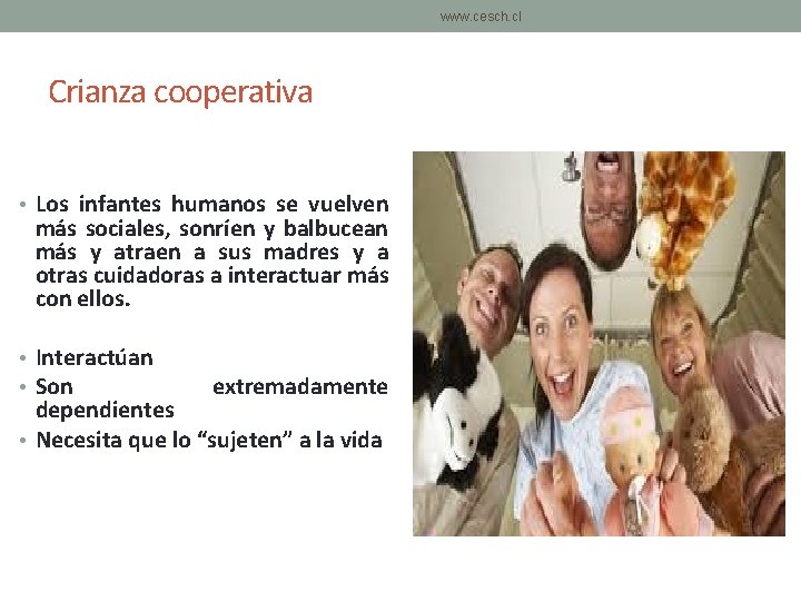 www. cesch. cl Crianza cooperativa • Los infantes humanos se vuelven más sociales, sonríen www. cesch. cl Crianza cooperativa • Los infantes humanos se vuelven más sociales, sonríen