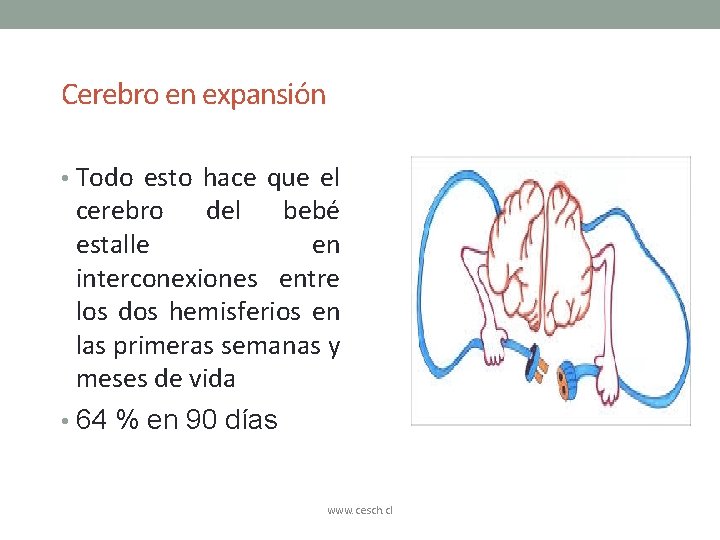 Cerebro en expansión • Todo esto hace que el cerebro del bebé estalle en Cerebro en expansión • Todo esto hace que el cerebro del bebé estalle en