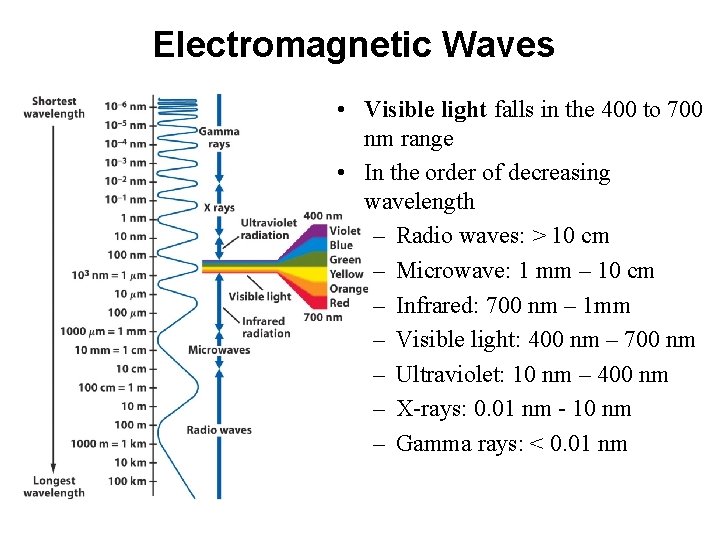 Electromagnetic Waves • Visible light falls in the 400 to 700 nm range •