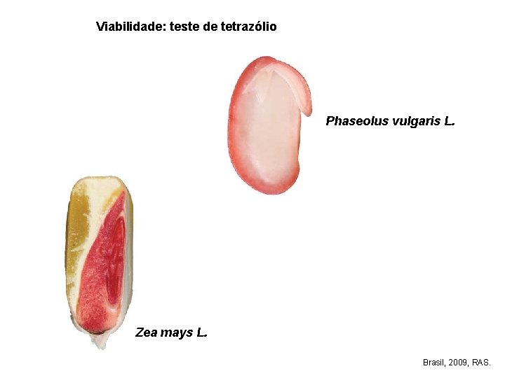 Viabilidade: teste de tetrazólio Phaseolus vulgaris L. Zea mays L. Brasil, 2009, RAS. 