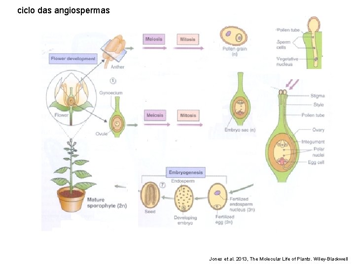 ciclo das angiospermas Jones et al. 2013, The Molecular Life of Plants. Wiley-Blackwell 