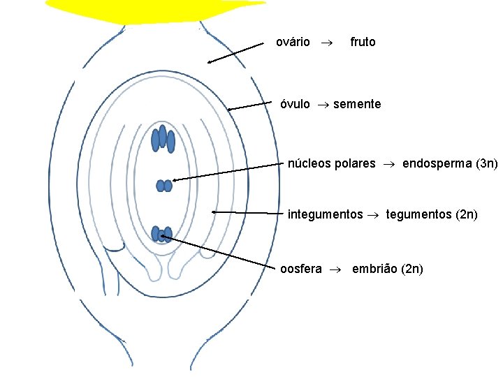 ovário fruto óvulo semente núcleos polares endosperma (3 n) integumentos (2 n) oosfera embrião
