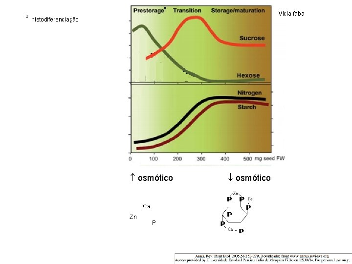* * histodiferenciação osmótico Ca Zn P Vicia faba osmótico 