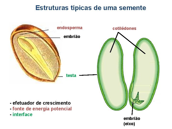 Estruturas típicas de uma semente endosperma cotilédones embrião testa - efetuador de crescimento -