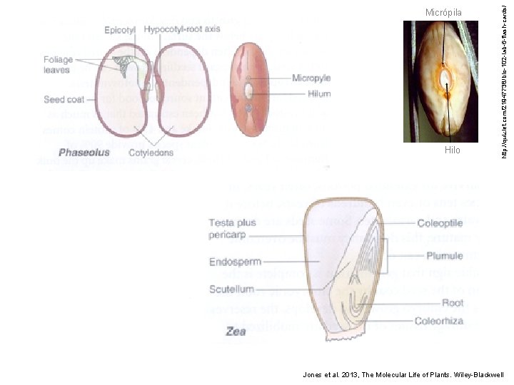 Hilo http: //quizlet. com/21947738/bio-102 -lab-6 -flash-cards/ Micrópila Jones et al. 2013, The Molecular Life