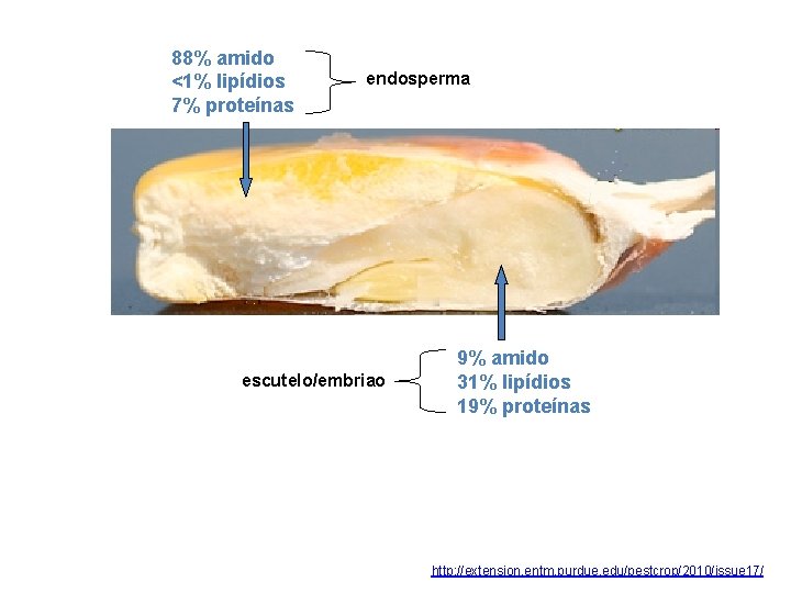 88% amido <1% lipídios 7% proteínas endosperma escutelo/embriao 9% amido 31% lipídios 19% proteínas