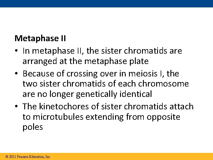Metaphase II • In metaphase II, the sister chromatids are arranged at the metaphase