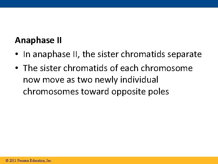 Anaphase II • In anaphase II, the sister chromatids separate • The sister chromatids