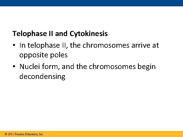 Telophase II and Cytokinesis • In telophase II, the chromosomes arrive at opposite poles