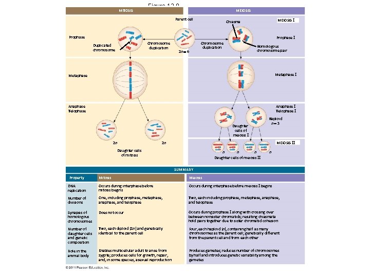 MITOSIS Figure 13. 9 MEIOSIS Parent cell MEIOSIS I Chiasma Prophase I Chromosome duplication