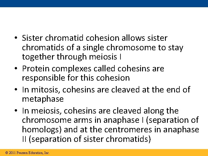  • Sister chromatid cohesion allows sister chromatids of a single chromosome to stay