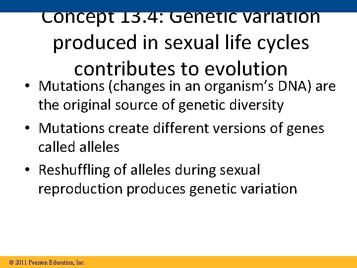 Concept 13. 4: Genetic variation produced in sexual life cycles contributes to evolution •