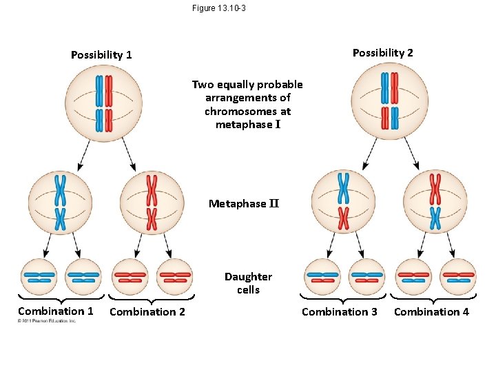 Figure 13. 10 -3 Possibility 2 Possibility 1 Two equally probable arrangements of chromosomes