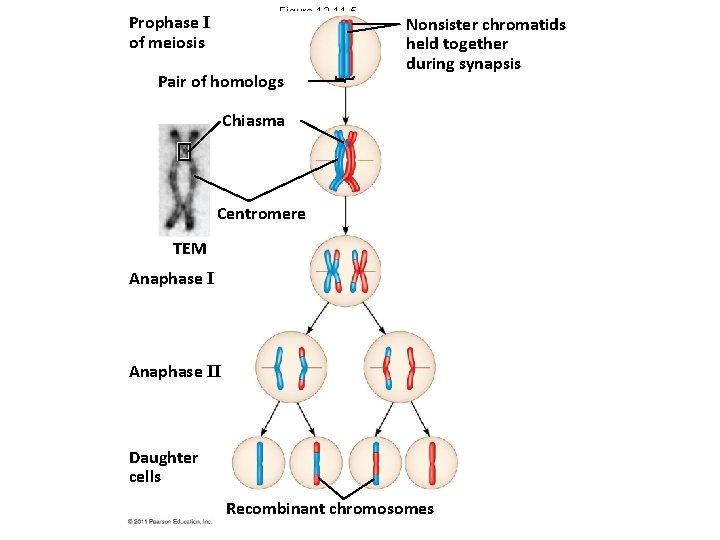 Figure 13. 11 -5 Prophase I of meiosis Pair of homologs Nonsister chromatids held