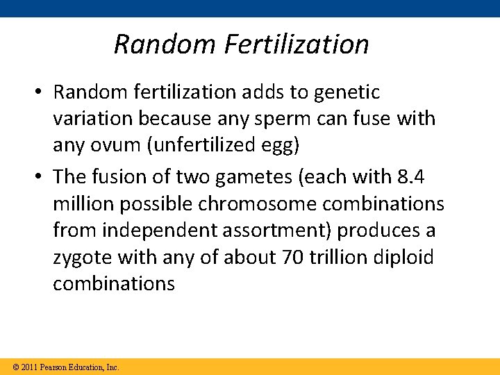 Random Fertilization • Random fertilization adds to genetic variation because any sperm can fuse