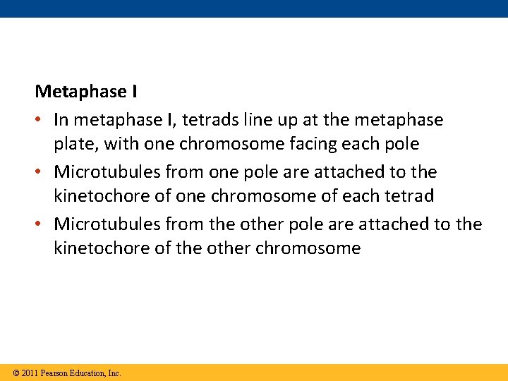 Metaphase I • In metaphase I, tetrads line up at the metaphase plate, with