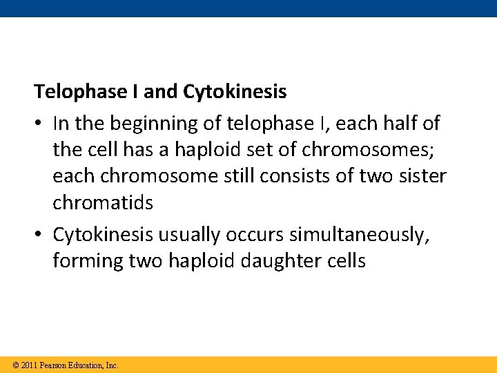 Telophase I and Cytokinesis • In the beginning of telophase I, each half of