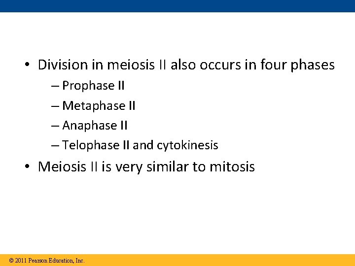  • Division in meiosis II also occurs in four phases – Prophase II