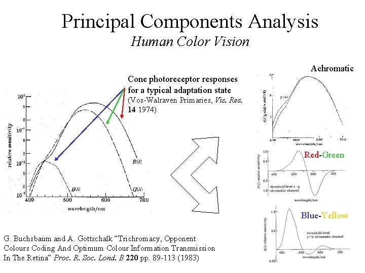 Principal Components Analysis Human Color Vision Achromatic Cone photoreceptor responses for a typical adaptation
