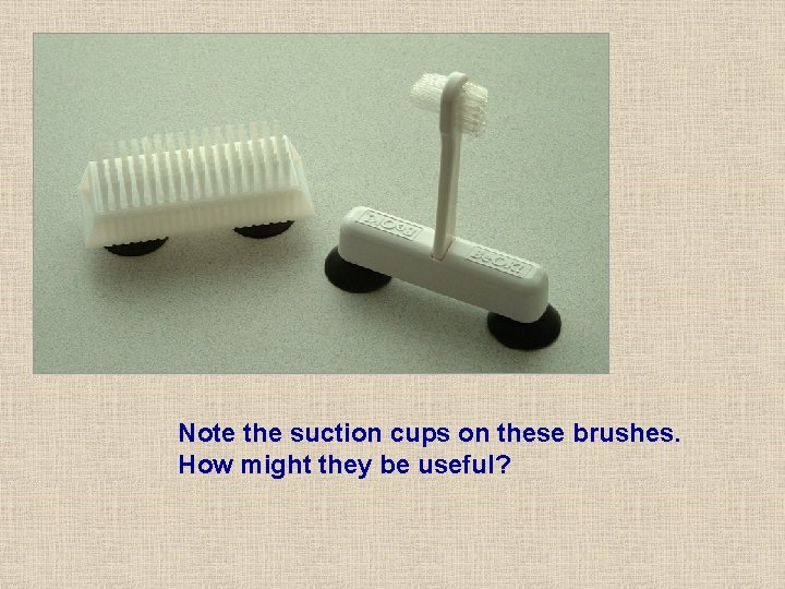 Note the suction cups on these brushes. How might they be useful? Note the suction cups on these brushes. How might they be useful?