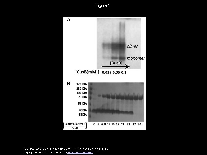 Figure 2 Biophysical Journal 2017 1122494 -2502 DOI: (10. 1016/j. bpj. 2017. 05. 013)