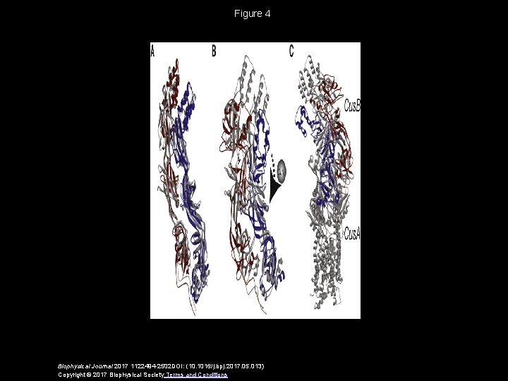 Figure 4 Biophysical Journal 2017 1122494 -2502 DOI: (10. 1016/j. bpj. 2017. 05. 013)