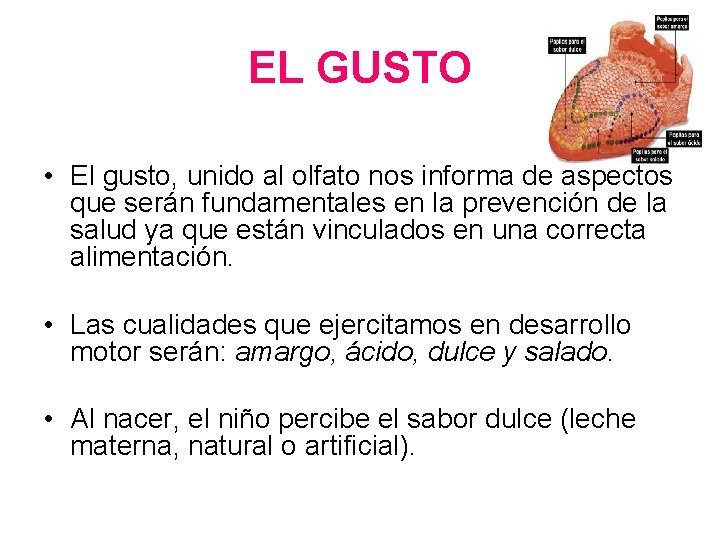 EL GUSTO • El gusto, unido al olfato nos informa de aspectos que serán