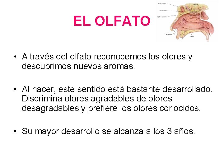 EL OLFATO • A través del olfato reconocemos los olores y descubrimos nuevos aromas.