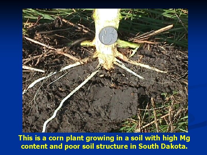 This is a corn plant growing in a soil with high Mg content and