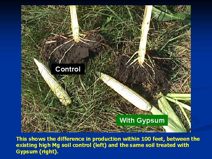 Control With Gypsum This shows the difference in production within 100 feet, between the