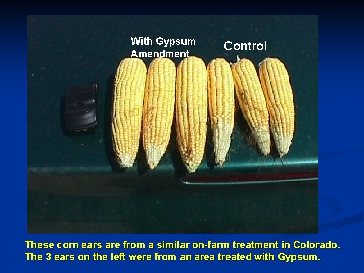 With Gypsum Amendment Control These corn ears are from a similar on-farm treatment in