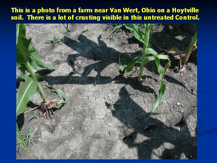 This is a photo from a farm near Van Wert, Ohio on a Hoytville
