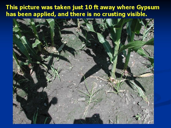 This picture was taken just 10 ft away where Gypsum has been applied, and