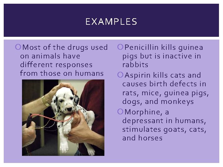 EXAMPLES Most of the drugs used Penicillin kills guinea on animals have pigs but
