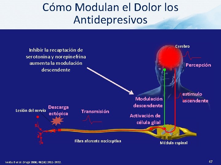 Cómo Modulan el Dolor los Antidepresivos Cerebro Inhibir la recaptación de serotonina y norepinefrina