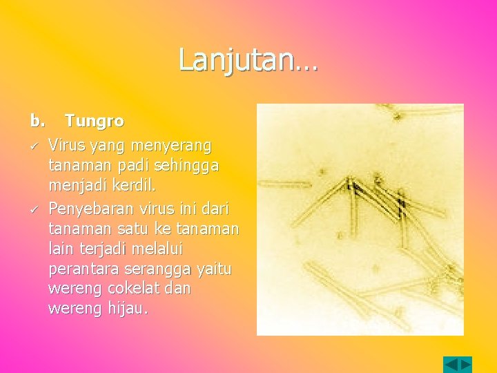 Lanjutan… b. ü ü Tungro Virus yang menyerang tanaman padi sehingga menjadi kerdil. Penyebaran