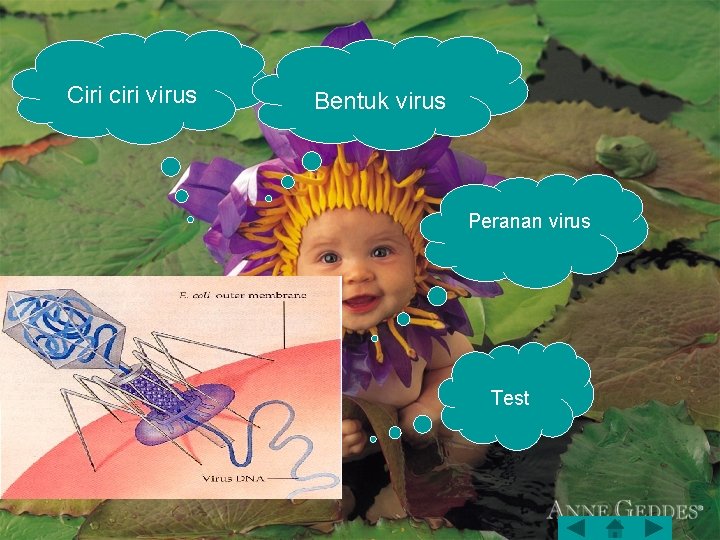 Ciri ciri virus Bentuk virus Peranan virus Test 