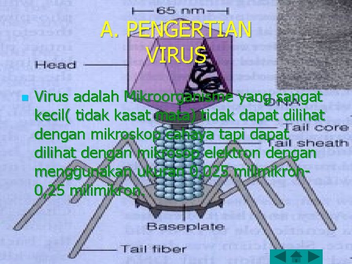 A. PENGERTIAN VIRUS n Virus adalah Mikroorganisme yang sangat kecil( tidak kasat mata) tidak