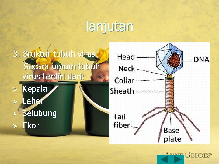 lanjutan 3. Sruktur tubuh virus Secara umum tubuh virus terdiri dari: Ø Kepala Ø