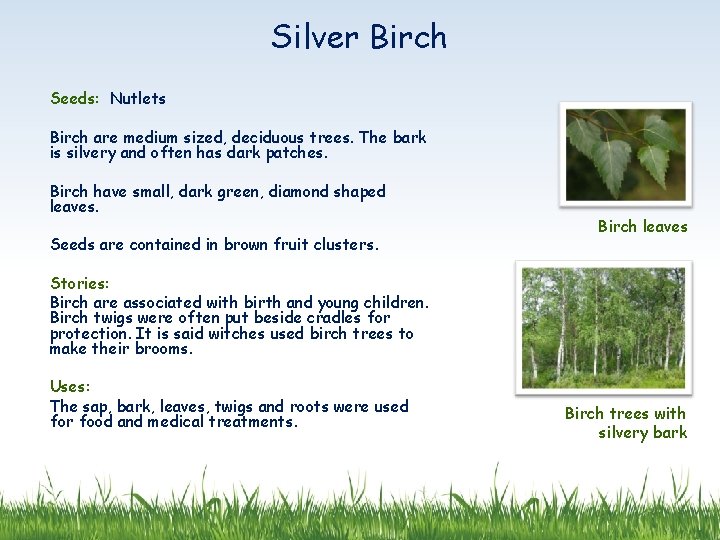 Silver Birch Seeds: Nutlets Birch are medium sized, deciduous trees. The bark is silvery