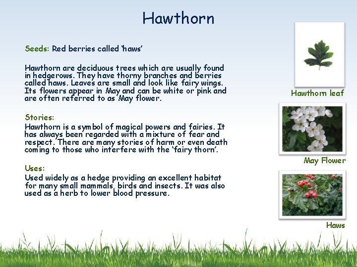 Hawthorn Seeds: Red berries called ‘haws’ Hawthorn are deciduous trees which are usually found