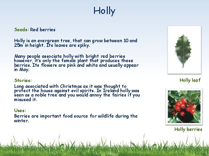 Holly Seeds: Red berries Holly is an evergreen tree, that can grow between 10