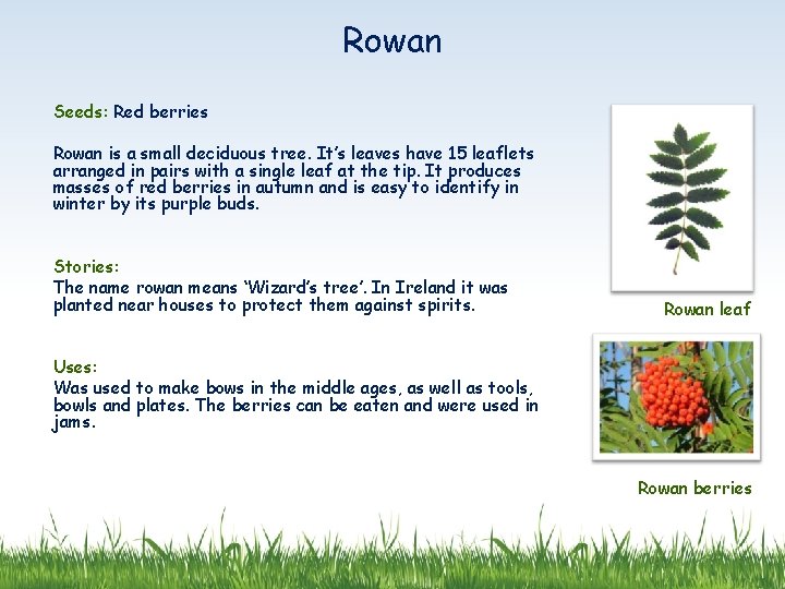 Rowan Seeds: Red berries Rowan is a small deciduous tree. It’s leaves have 15