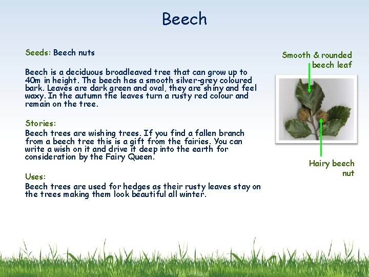 Beech Seeds: Beech nuts Beech is a deciduous broadleaved tree that can grow up