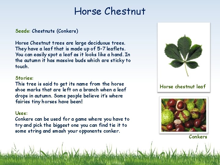 Horse Chestnut Seeds: Chestnuts (Conkers) Horse Chestnut trees are large deciduous trees. They have