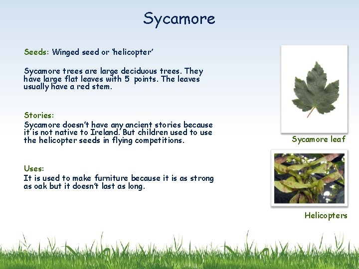 Sycamore Seeds: Winged seed or ‘helicopter’ Sycamore trees are large deciduous trees. They have