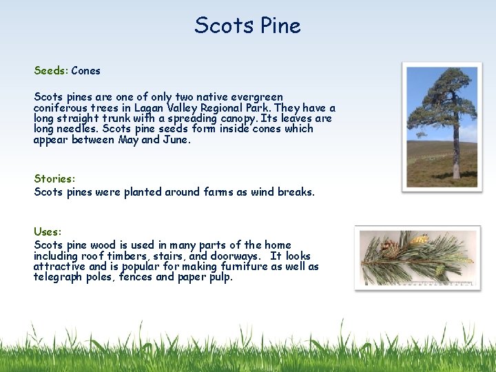 Scots Pine Seeds: Cones Scots pines are one of only two native evergreen coniferous