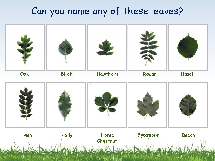 Can you name any of these leaves? Oak Ash Birch Hawthorn Holly Horse Chestnut