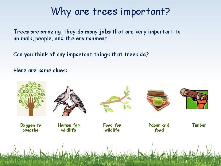 Why are trees important? Trees are amazing, they do many jobs that are very