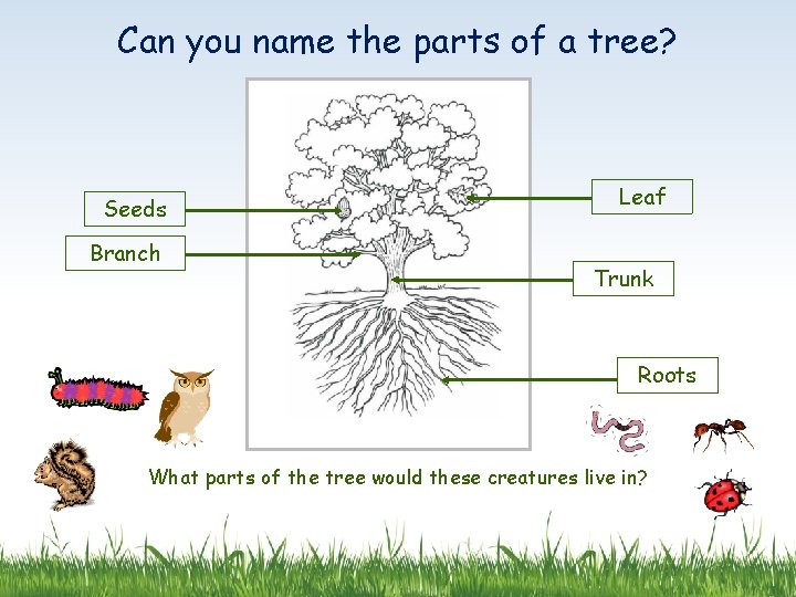 Can you name the parts of a tree? Seeds Branch Leaf Trunk Roots What